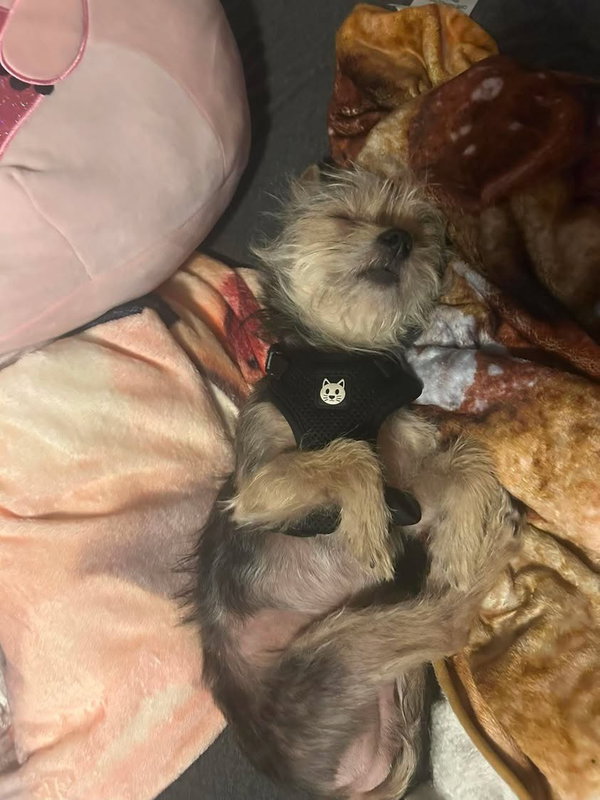 Charlie - ADOPTION IN PROCESS