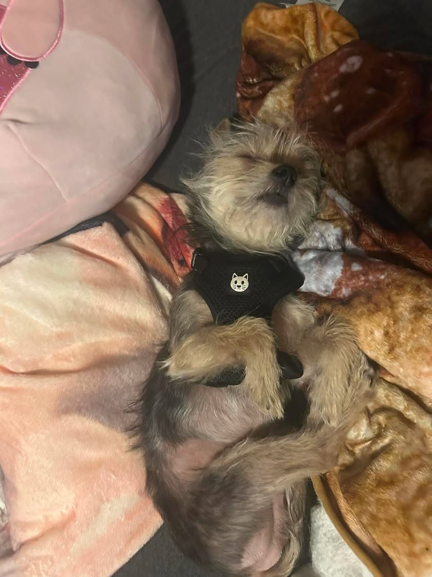 Charlie - ADOPTION IN PROCESS