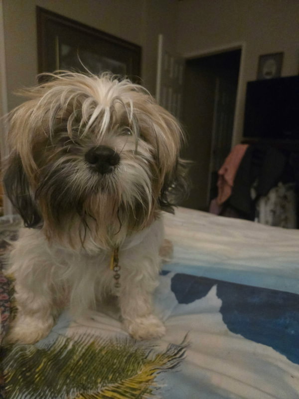 Gracie - ADOPTION IN PROCESS