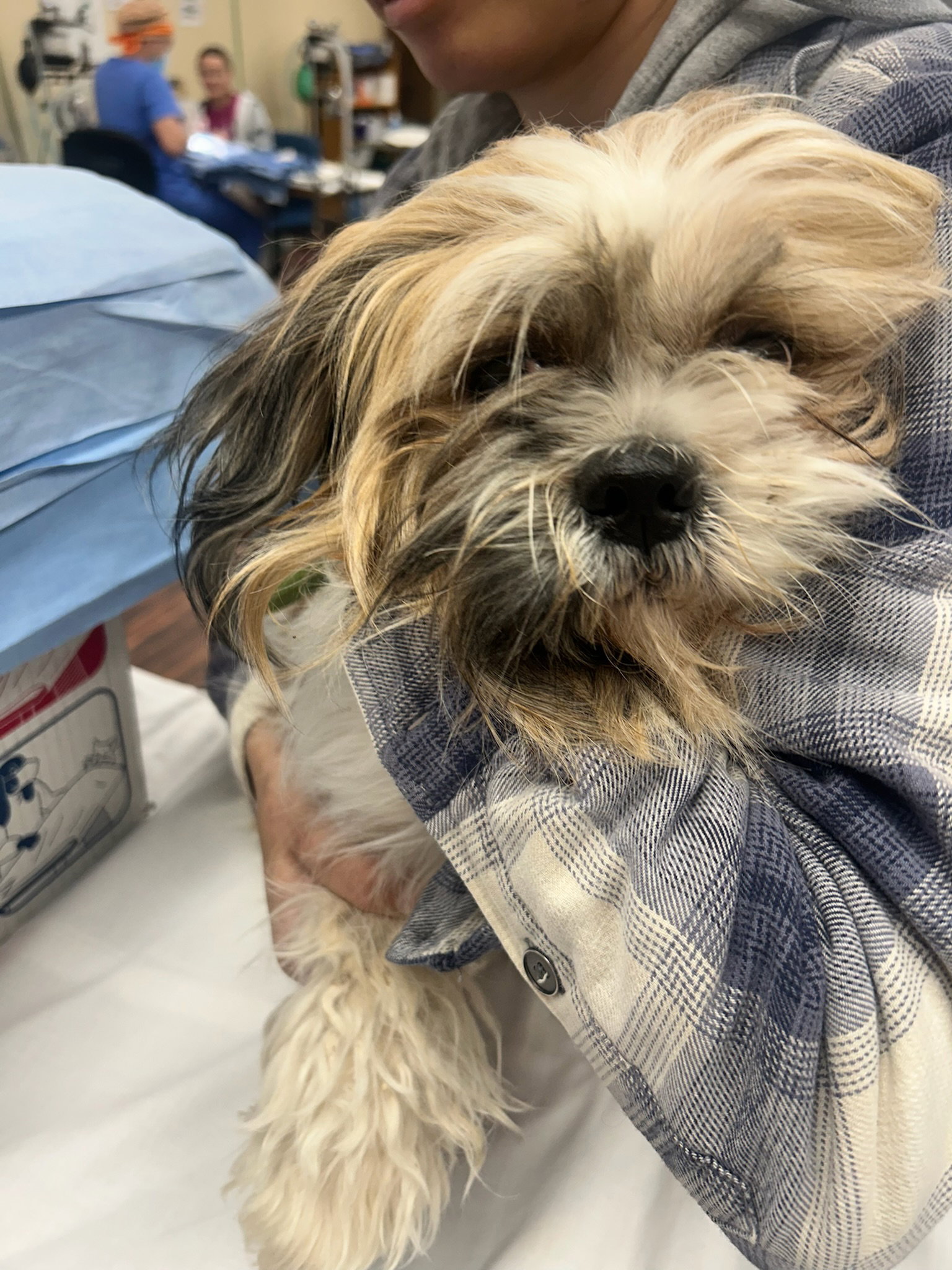 Gracie - ADOPTION IN PROCESS