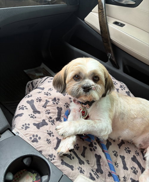 Gracie - ADOPTION IN PROCESS, an adoptable Shih Tzu in Grafton, WI