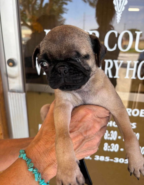 Pixie - ADOPION IN PROCESS, an adoptable Pug in Grafton, WI