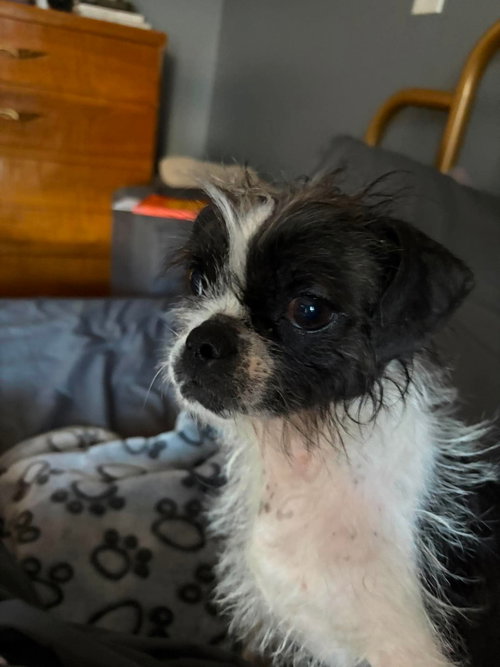 Indie - ADOPTION IN PROCESS, an adoptable Boston Terrier in Grafton, WI