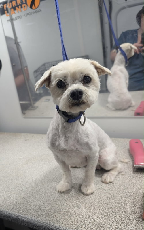 Birdie - ADOPTION IN PROCESS, an adoptable Maltese in Grafton, WI