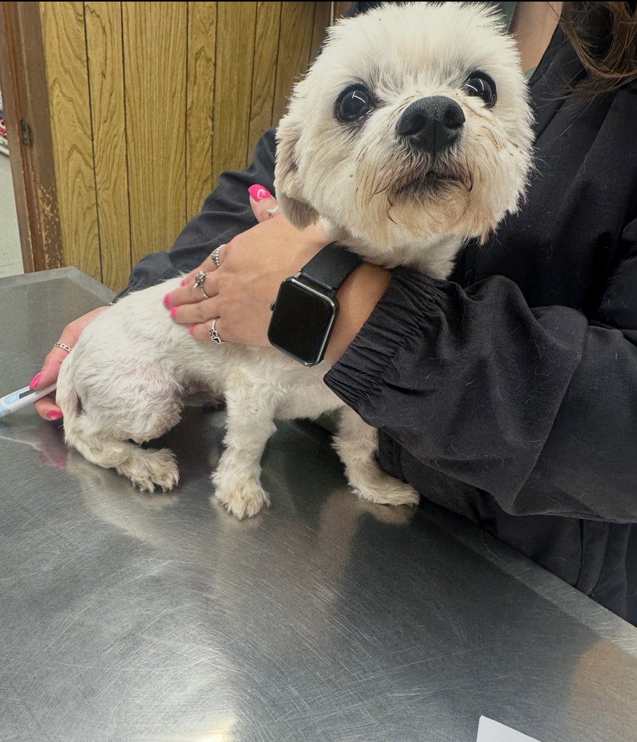 Birdie - ADOPTION IN PROCESS