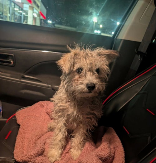 FOSTER ME - Usher, an adoptable Terrier in Grafton, WI