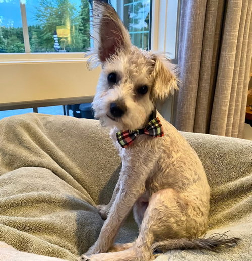 Usher, an adoptable Terrier in Grafton, WI