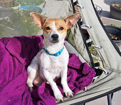 Mama Apricot, an adoptable Chihuahua in Grafton, WI