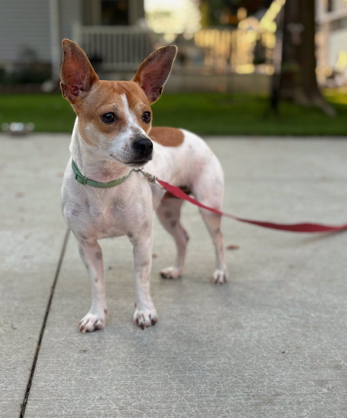 Mama Apricot, an adoptable Chihuahua in Grafton, WI