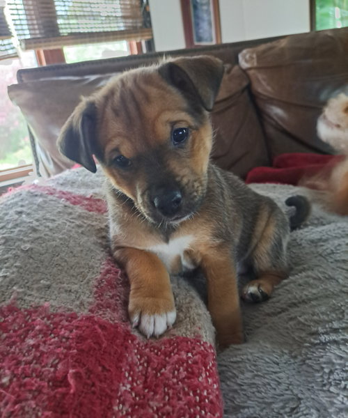 Mango, an adoptable Chihuahua in Grafton, WI