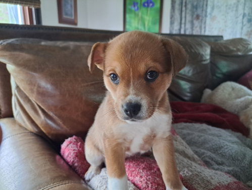 Nectarine, an adoptable Chihuahua in Grafton, WI