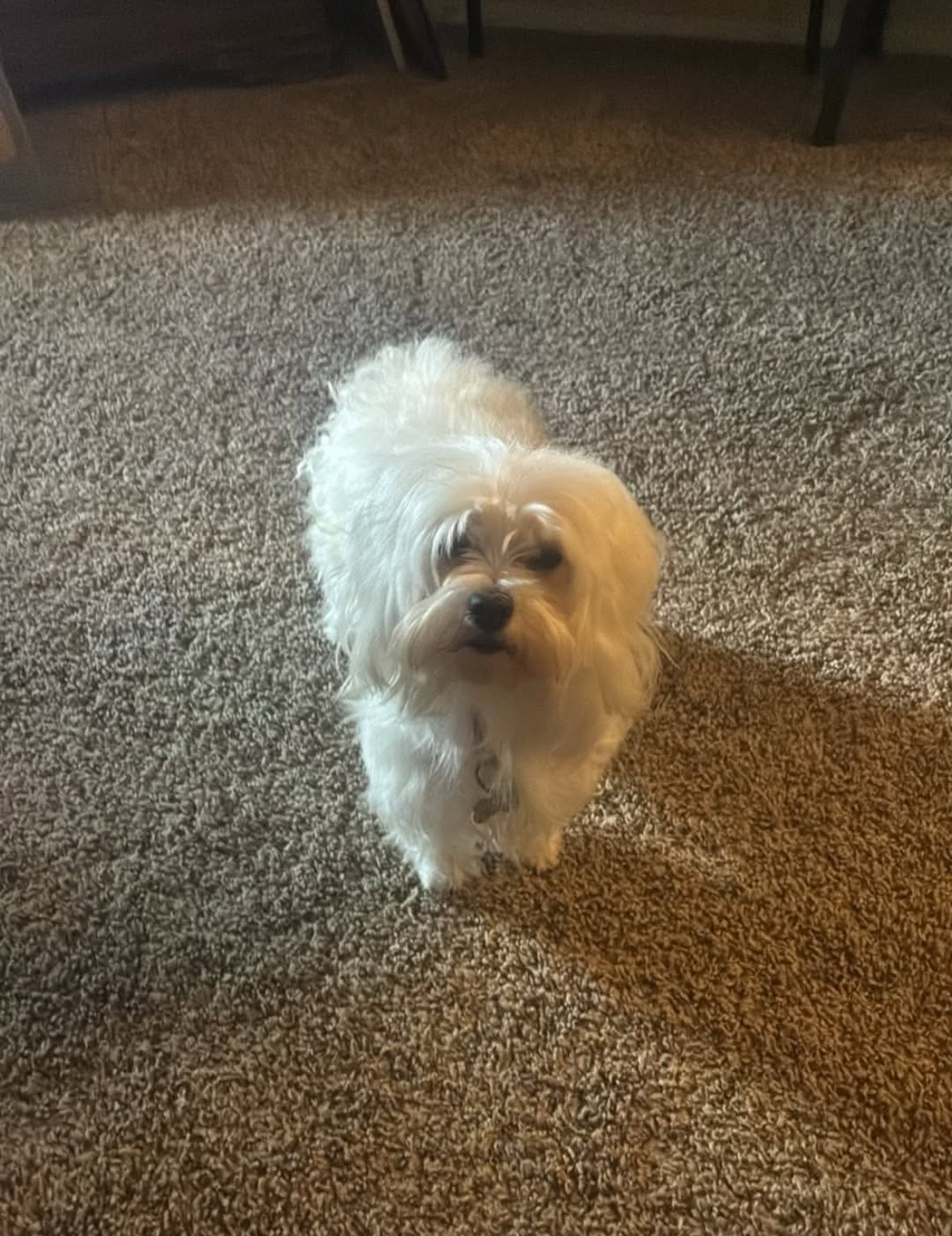Sadie - ADOPTION IN PROCESS
