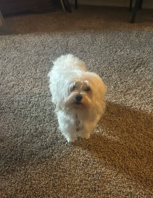 Sadie - ADOPTION IN PROCESS, an adoptable Maltese in Grafton, WI