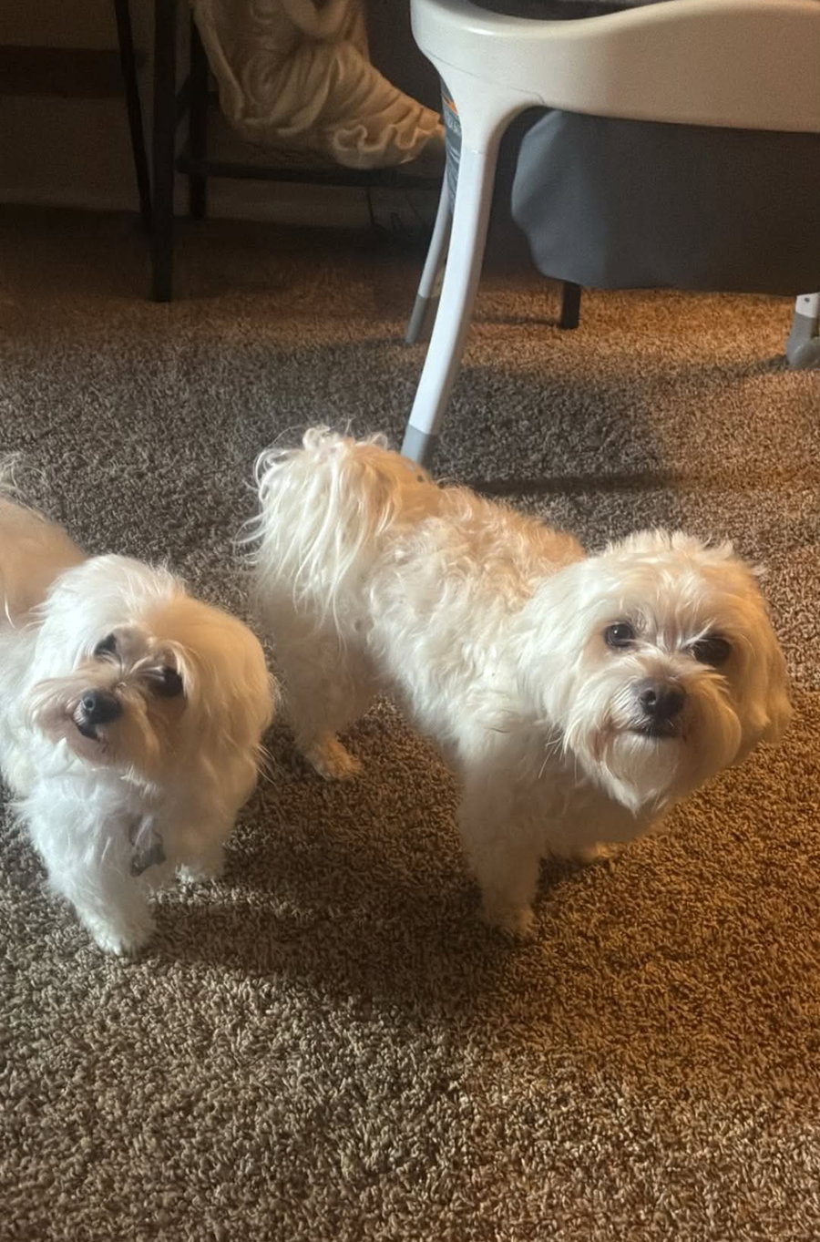 Sadie - ADOPTION IN PROCESS