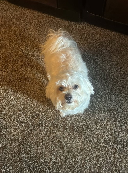 Rocky - ADOPTION IN PROCESS, an adoptable Maltese in Grafton, WI