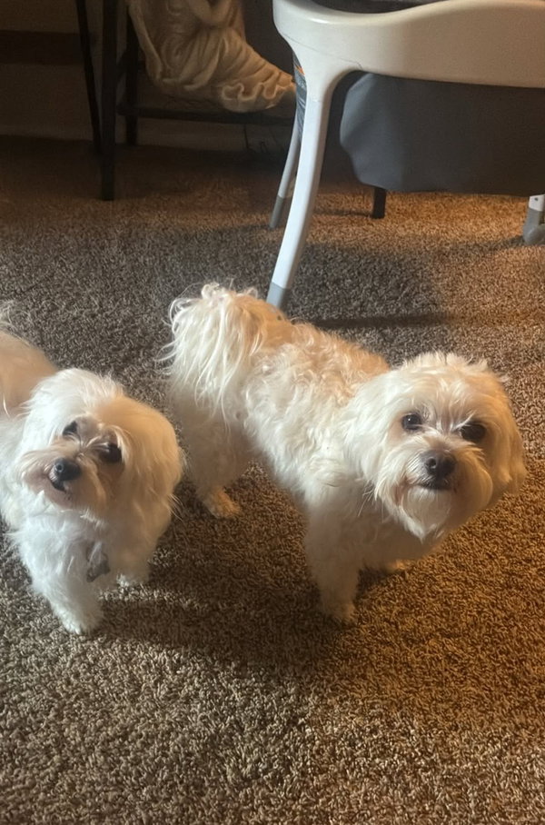 Rocky - ADOPTION IN PROCESS