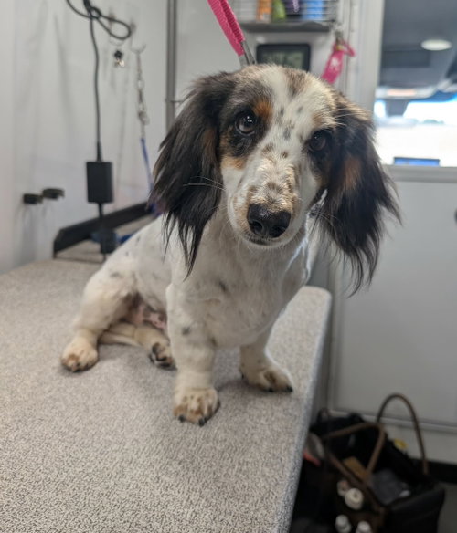 Ollie - ADOPTION IN PROCESS