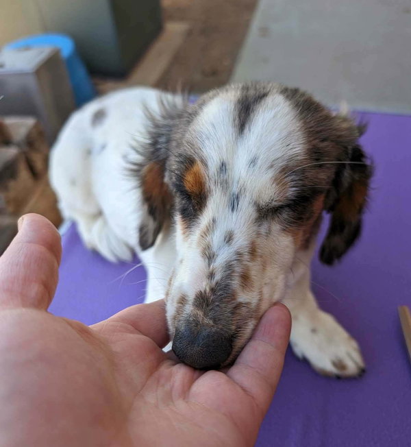 Ollie - ADOPTION IN PROCESS