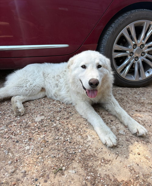 Buddy, an adoptable Great Pyrenees in Grafton, WI