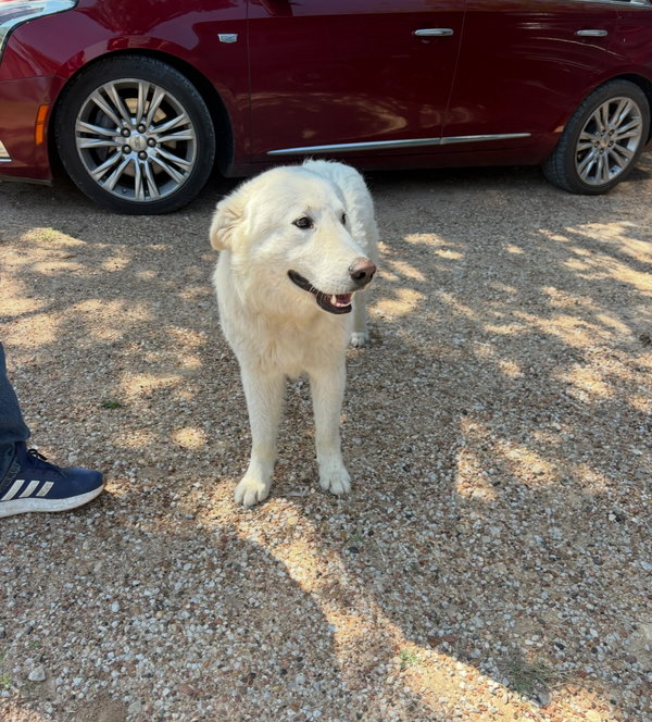 Buddy - ADOPTION IN PROCESS