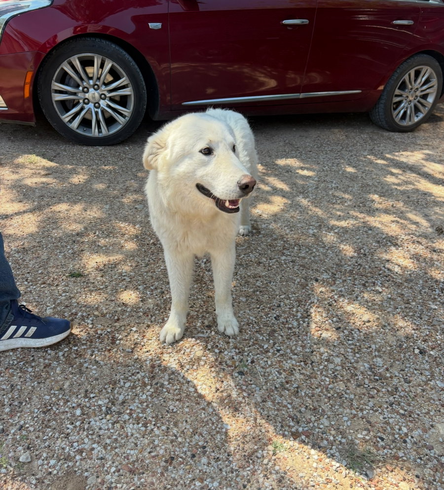 Buddy - ADOPTION IN PROCESS
