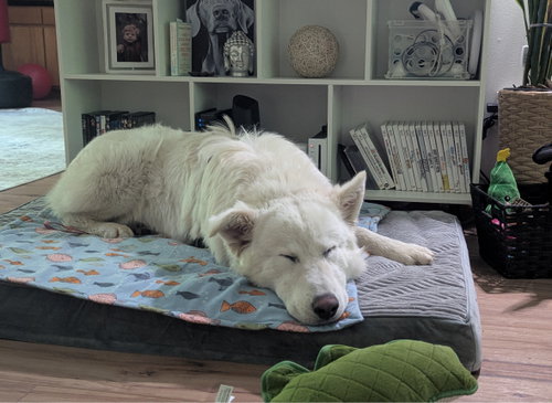 Buddy photo 3
