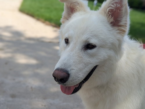 Buddy photo 2