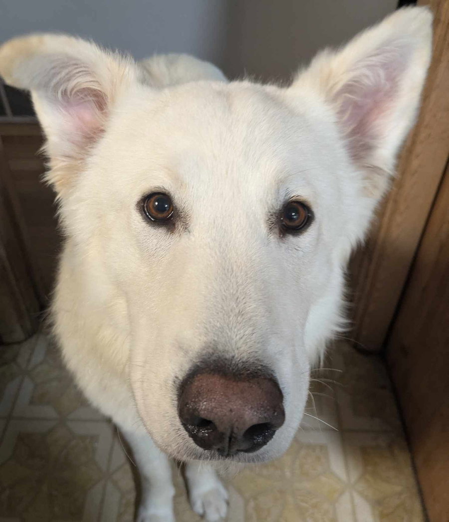 Buddy