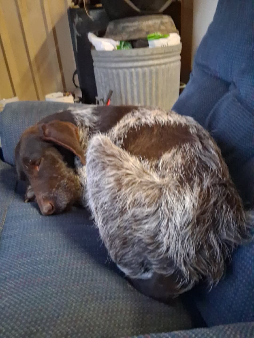 Angel - ADOPTION IN PROCESS