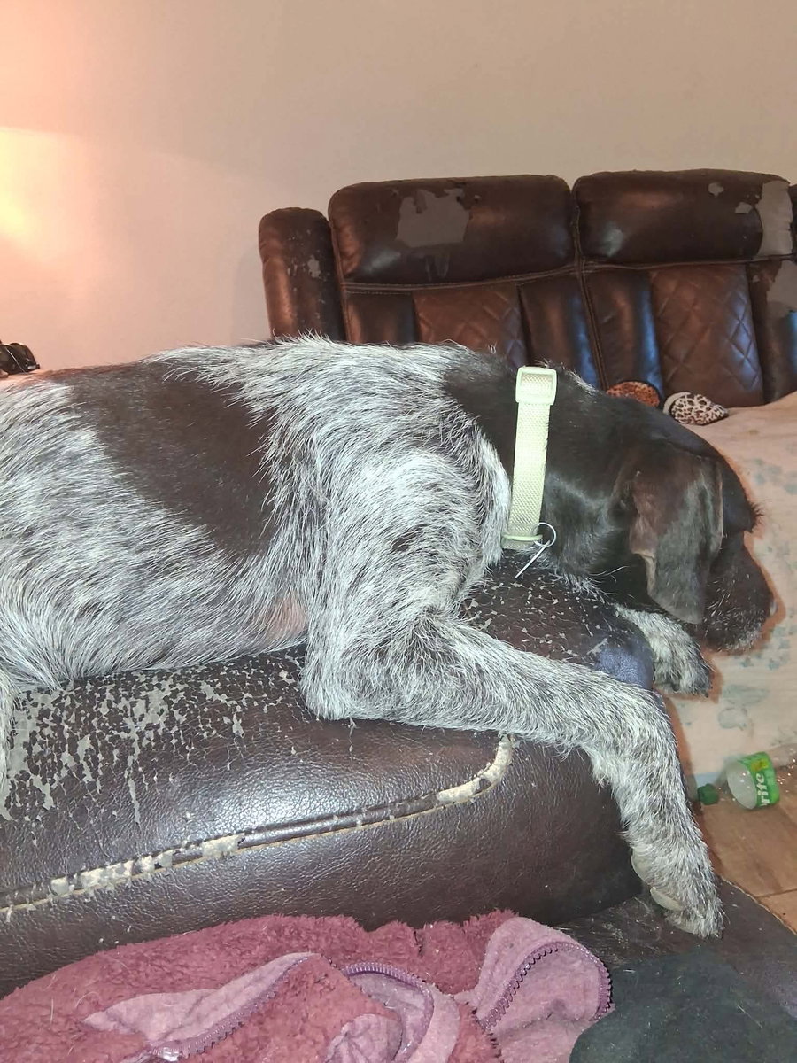 Angel - ADOPTION IN PROCESS