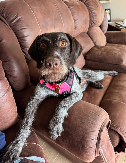 Angel, an adoptable German Wirehaired Pointer in Grafton, WI