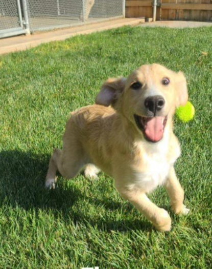 Elway - ADOPTION IN PROCESS