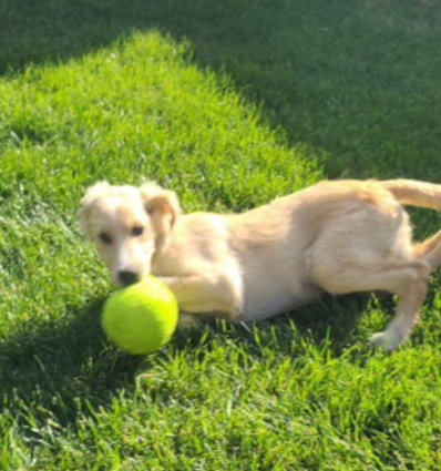 Elway - ADOPTION IN PROCESS