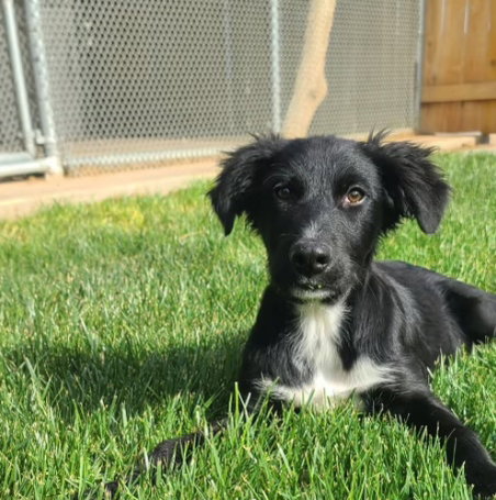 Arlo - ADOPTION IN PROCESS