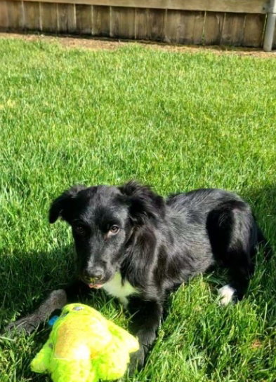 Arlo - ADOPTION IN PROCESS