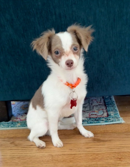 Kai - ADOPTION IN PROCESS, an adoptable Chihuahua in Grafton, WI