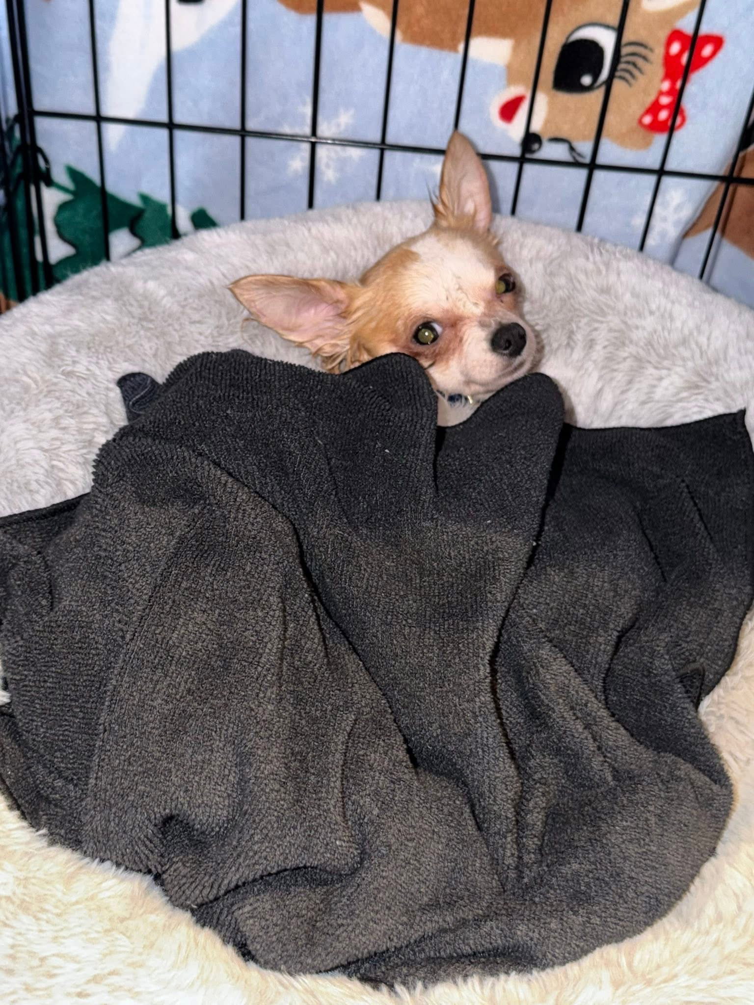 Chico