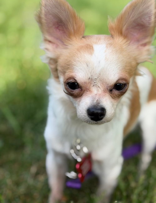 Chico
