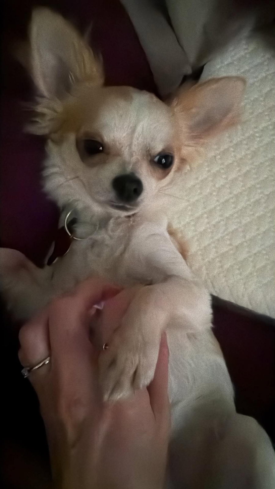 Chico