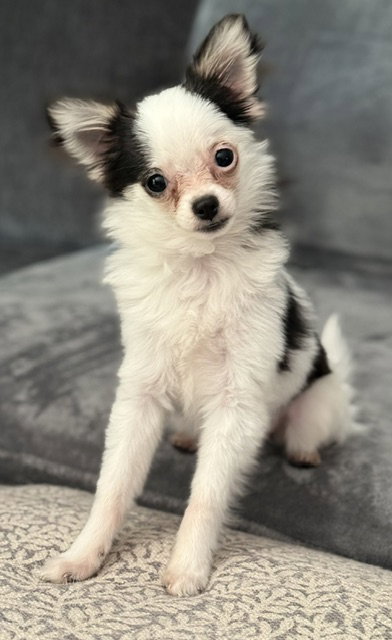 Gemma - ADOPTION PENDING, an adoptable Chihuahua in Grafton, WI
