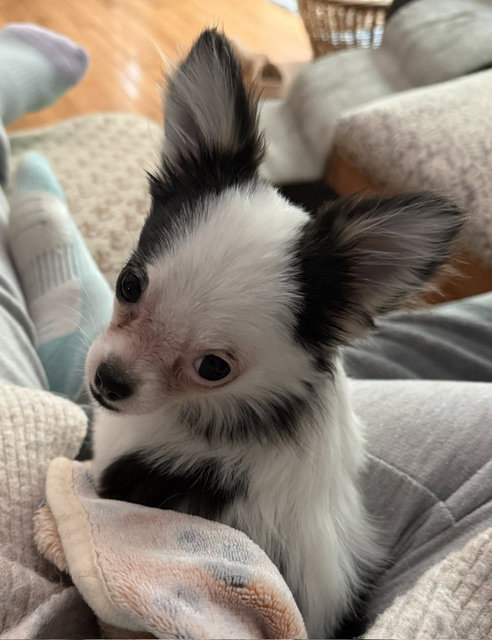 Gemma