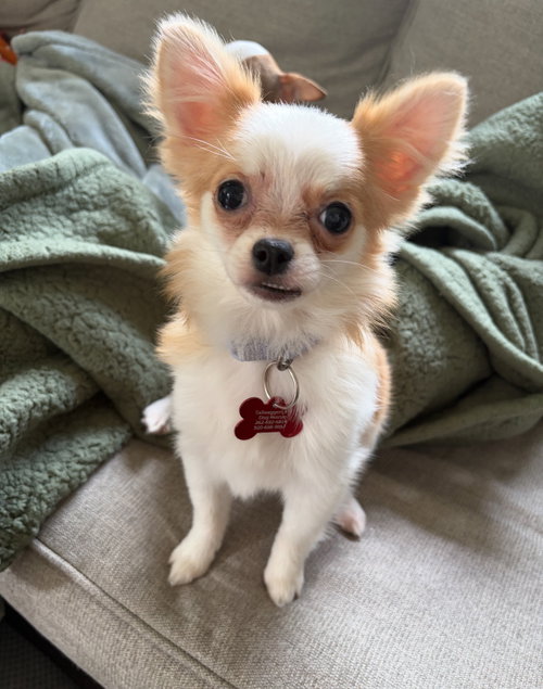Gigi - ADOPTION PENDING, an adoptable Chihuahua in Grafton, WI