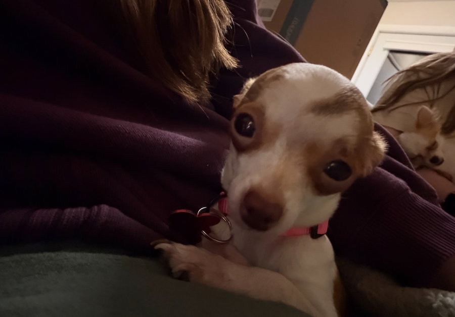 Holly