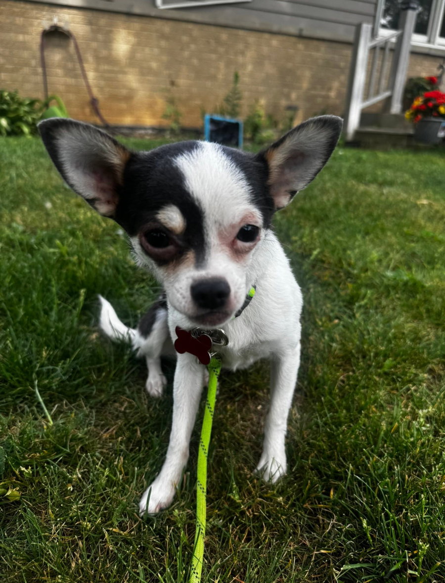 Penny Lane