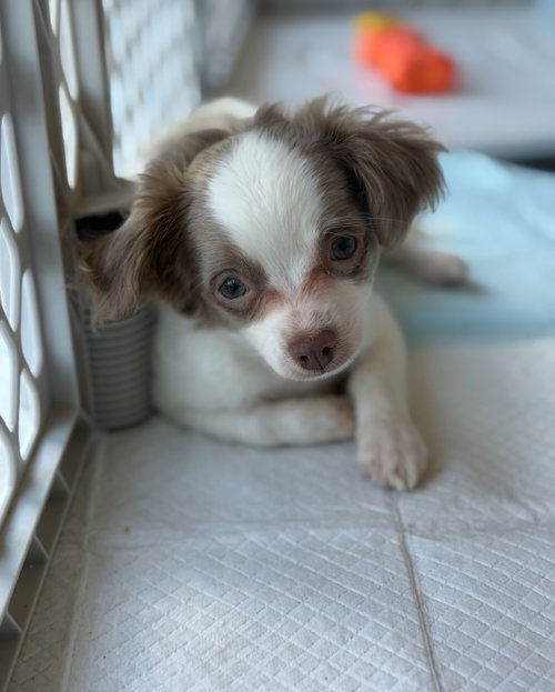 Max - ADOPTION IN PROCESS, an adoptable Chihuahua in Grafton, WI