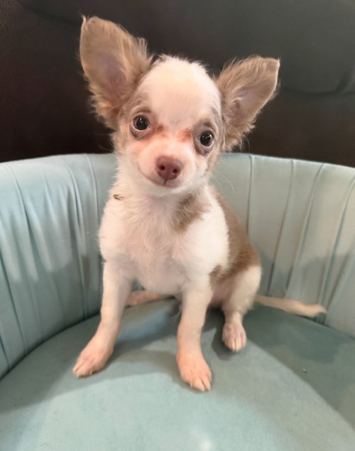 Sterling - ADOPTION IN PROCESS, an adoptable Chihuahua in Grafton, WI