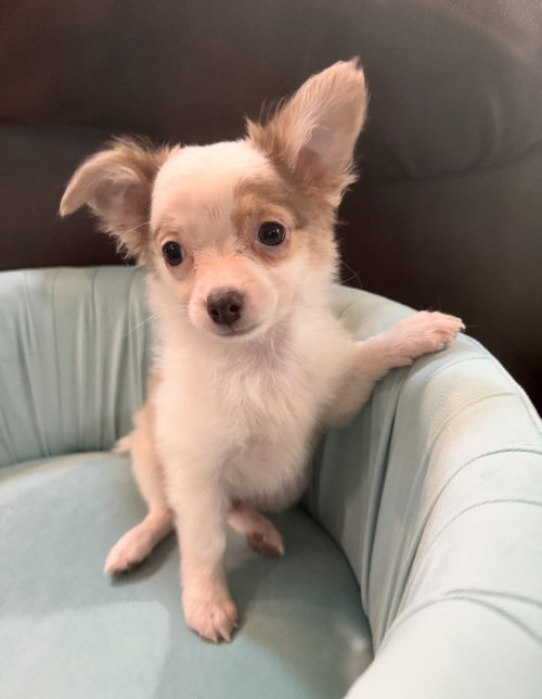 Beckham - ADOPTION IN PROCESS, an adoptable Chihuahua in Grafton, WI