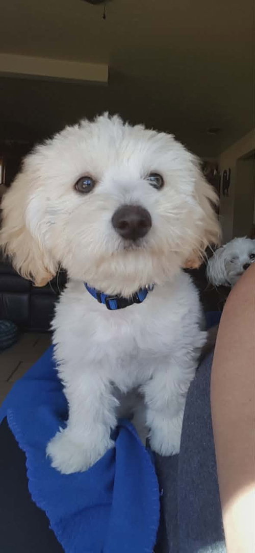 SPONSOR OR FOSTER ME - Brax