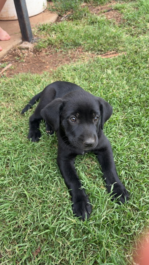 SPONSOR OR FOSTER ME - Leila