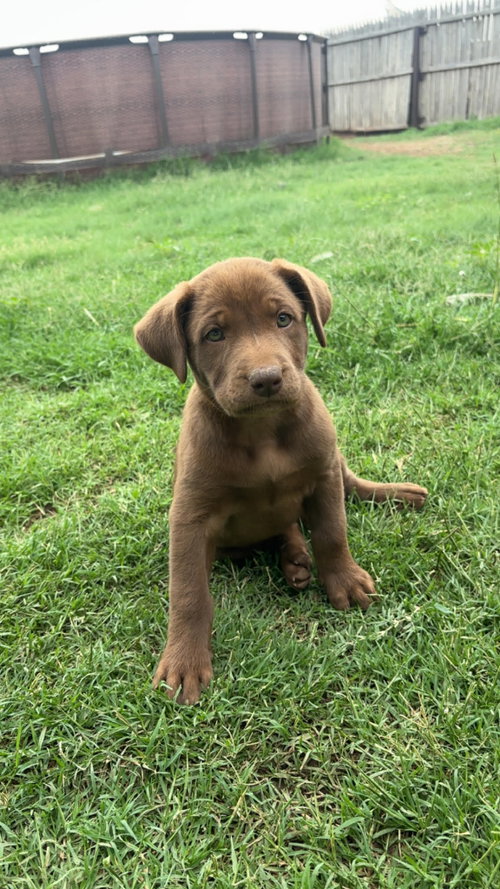 SPONSOR OR FOSTER ME - Logan